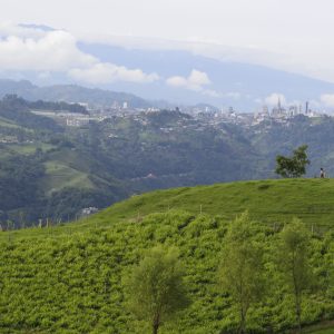 🧳 Eje Cafetero 4 Días 3 Noches (Salidas Miércoles/Jueves y Domingos)